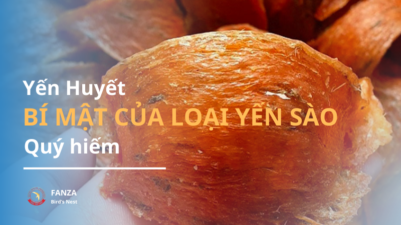 Yến Huyết bí mật của loại yến quý giá